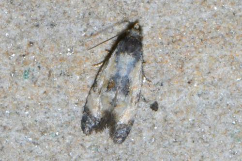 Réf. 237 018 : Cochylis dubitana